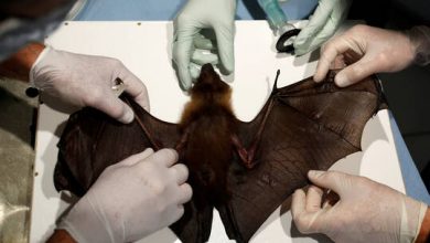 صورة “الإندبندنت”: اكتشاف فيروس كورونا جديد لدى خفافيش بريطانية